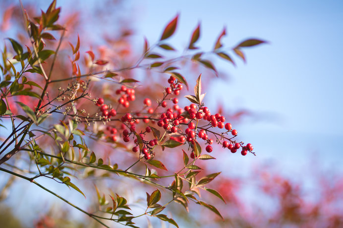 南天の実のゆんらりゆらりと鳥の立つー10月30日は紅葉忌