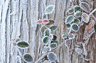 今年も早くも「霜月」に。霜が降りはじめる深秋の月