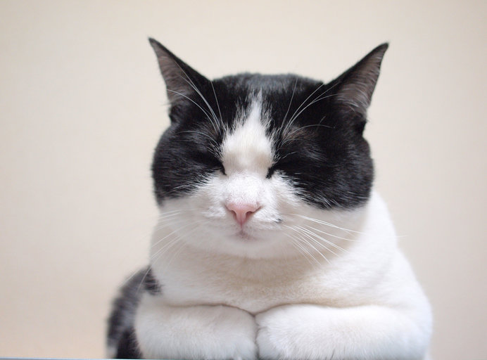 スリスリ ふみふみ しっぽピーン 猫のしぐさの オノマトペ 季節 暮らしの話題 18年12月09日 日本気象協会 Tenki Jp