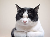 スリスリ、ふみふみ、しっぽピーン。猫のしぐさの“オノマトペ”