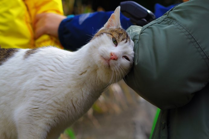 スリスリ ふみふみ しっぽピーン 猫のしぐさの オノマトペ Tenki Jpサプリ 18年12月09日 日本気象協会 Tenki Jp