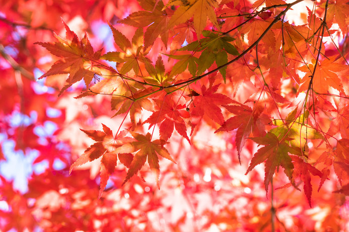 紅葉ドライブで北関東の秋を堪能してみませんか