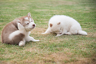 さて、どうする？〈愛犬のノミ・ダニ予防4つの方法〉