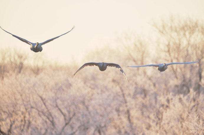 天地が分かたれ、世界は静まる。そして冬鳥たちが飛来します