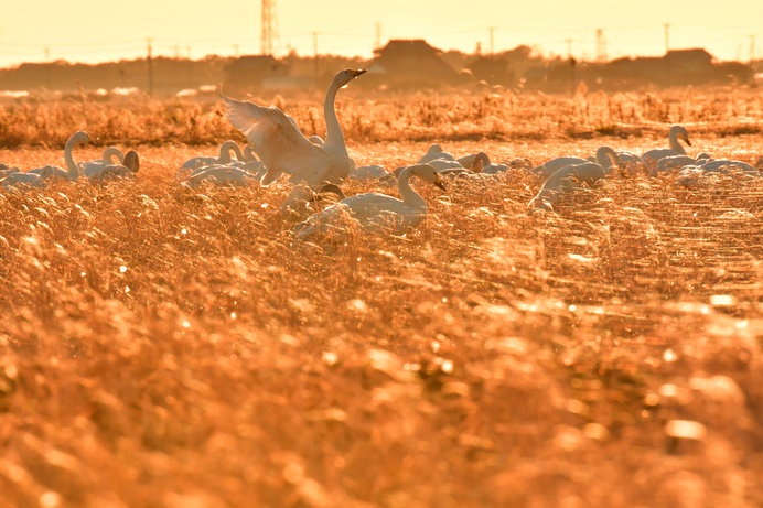 千葉県の田園地帯に飛来した白鳥