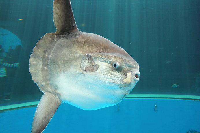 マンボウ最弱伝説とは 死因がデリケートすぎると話題のマンボウさんは謎だらけ 季節 暮らしの話題 18年12月03日 日本気象協会 Tenki Jp