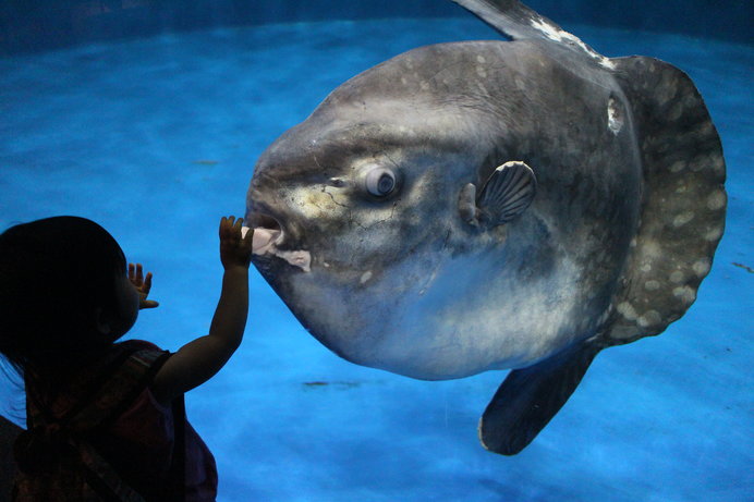 マンボウ最弱伝説とは 死因がデリケートすぎると話題のマンボウさんは謎だらけ 季節 暮らしの話題 18年12月03日 日本気象協会 Tenki Jp