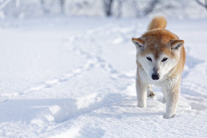 愛犬の冬の寒さ対策 どうしていますか Tenki Jpサプリ 19年01月22日 日本気象協会 Tenki Jp