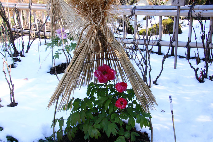 雪をバックに咲く美しい寒牡丹