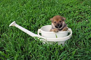 〈豆柴ってどんな犬？〉柴犬との違いや豆柴の歴史・飼育を知ろう！