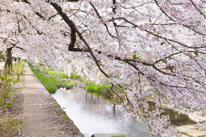 川沿いに満開の桜が舞う「夙川公園」