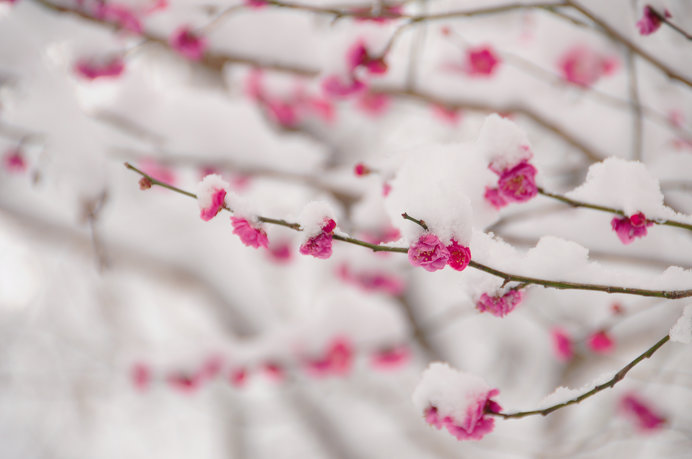 二月の古名 如月 またの名は 梅見月 春遠からじと咲くこの花の季節 季節 暮らしの話題 19年02月01日 日本気象協会 Tenki Jp