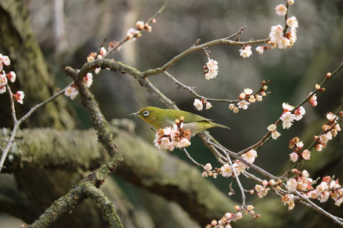 花鳥風月を描いた 花かるた の2月の絵柄は Tenki Jpサプリ 19年02月02日 日本気象協会 Tenki Jp