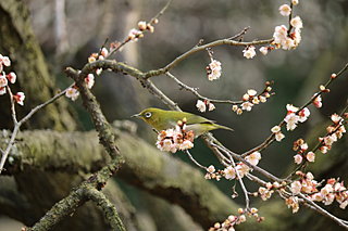 花鳥風月を描いた「花かるた」の2月の絵柄は？