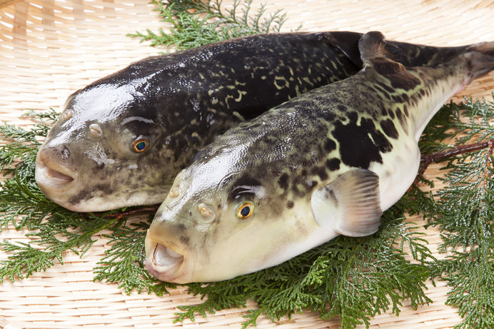 2月9日は「フグの日」。猛毒と美食の危険で甘い関係とは？