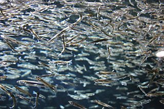 立春もはや第三候「魚上氷(うおこおりをいずる)」です