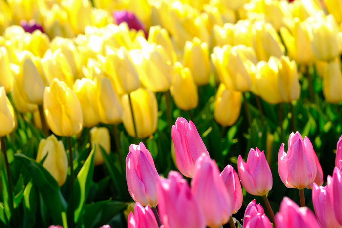 チューリップの花言葉は「思いやり」