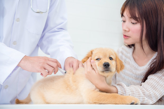 狂犬病の予防接種シーズンがやってきました！