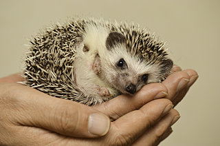 もふもふハリネズミや、シロフクロウと触れ合える！近畿エリアのおすすめアニマルカフェ♪