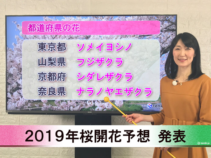 【動画で解説】日本気象協会から「第2回 2019年桜開花予想」発表！