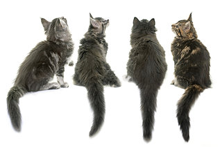 千変万化の尻尾のかたちはネコと人との絆の証。2月22日「ネコの日」