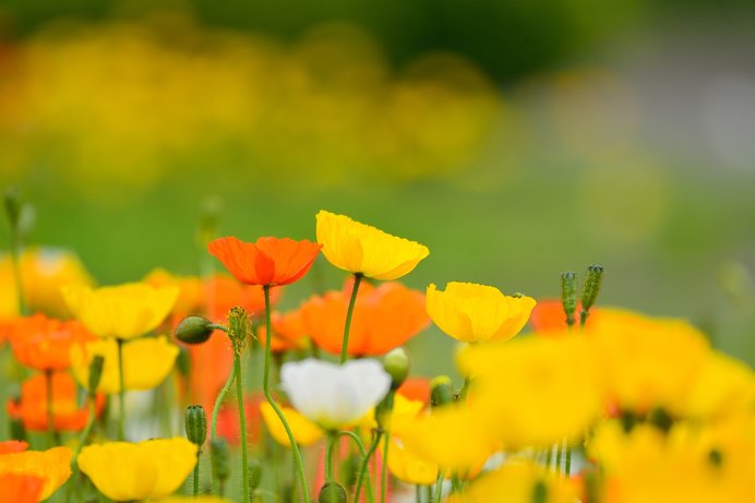 春を満喫！花畑や花摘みが楽しめる「道の駅」4選