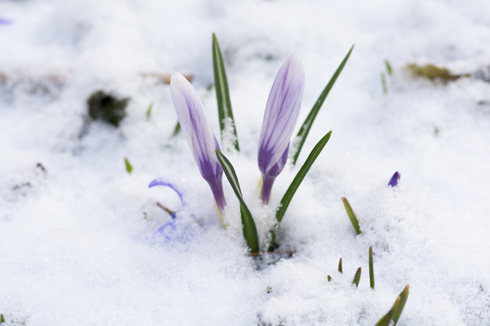 知って得する季語 雪の見おさめ 春の雪 Tenki Jpサプリ 19年03月01日 日本気象協会 Tenki Jp