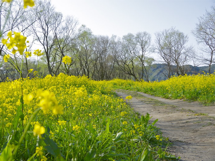 ヤナギの自然林をうめつくす1000万本の菜の花