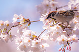 東京の開花を決めるサクラって？入場無料でお花見できる南関東の桜名所はここ！
