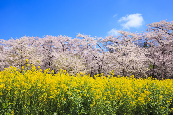 千本桜に枝垂れ桜 今年の桜に逢いに行こう 入場無料でお花見できる北関東の桜名所 季節 暮らしの話題 19年03月15日 日本気象協会 Tenki Jp