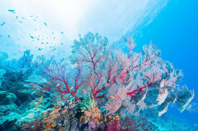 3月5日は「サンゴの日」。サンゴってどんな生き物なの？(季節・暮らし