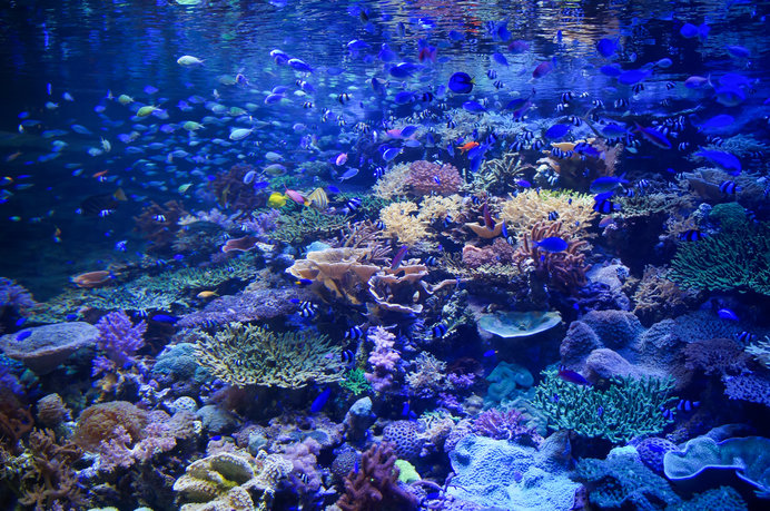 サンゴ礁は海の生き物の集合住宅？