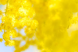 3月3日は雛祭り、3月8日は国際女性デー。幸せの黄色い花咲く春の到来！