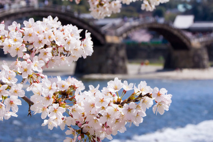 中国地方でお花見するならココへ♪オススメの桜名所をご紹介！