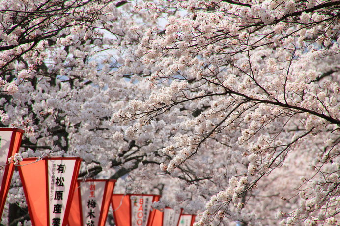 斐伊川堤防沿い2kmにわたって続く桜のトンネル