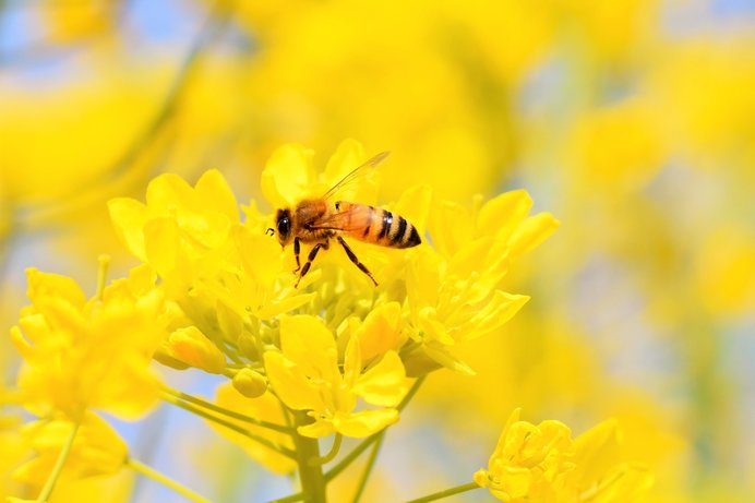 私たち人間もミツバチも待ちわびた春はすぐそこ。3月8日は「ミツバチの日」です