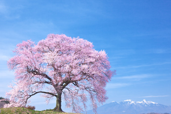 わに塚の桜（山梨県）