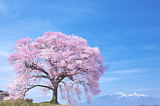 迫力の一本桜！その圧倒的な美しさとは？人々を癒し、歴史を語るサクラの木に逢いに行こう♪