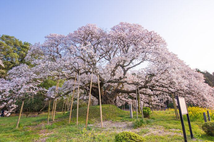 迫力の一本桜 その圧倒的な美しさとは 人々を癒し 歴史を語るサクラの木に逢いに行こう Tenki Jpサプリ 19年03月24日 日本気象協会 Tenki Jp