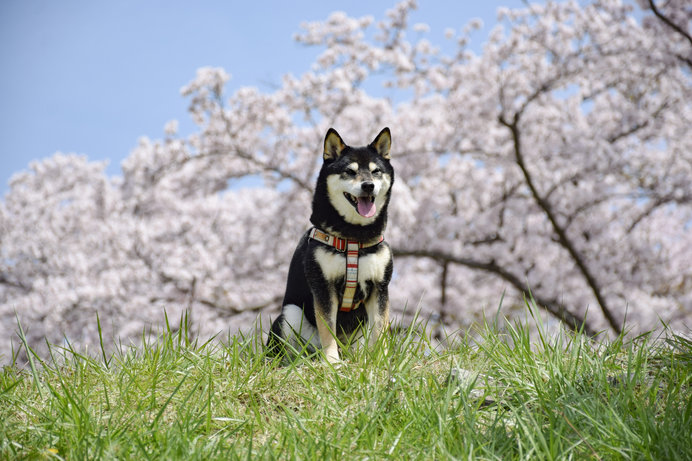 四国地方でお花見するならココへ！桜の名所を厳選してご紹介