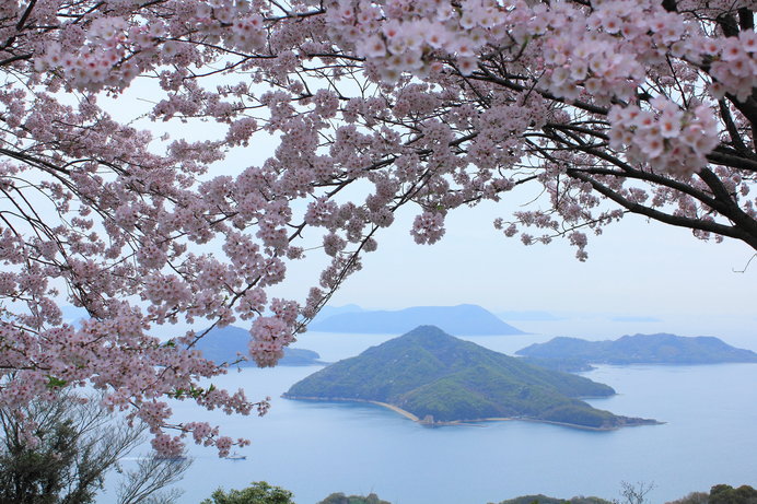 桜のピンクと瀬戸内海の青、島々の緑……インスタ映え写真が撮り放題♪