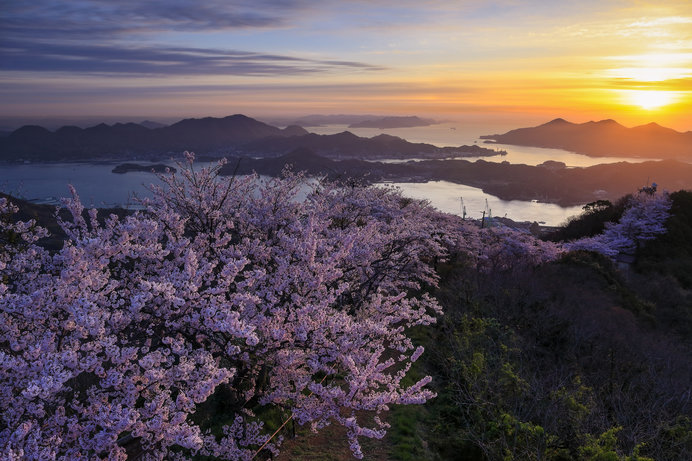 別名「岩城富士」とも呼ばれる「積善山」では、約3000本の桜が咲く