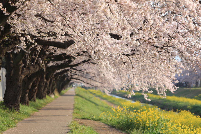 別れと出会いの季節……その記憶を彩るのは「桜」ですよね