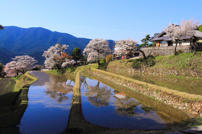 カメラを構える人々に大人気なのが「棚田に映るヤマザクラ」