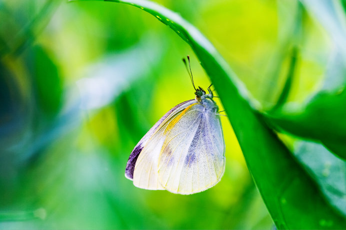 春はさかりへ 菜虫化蝶 なむしちょうとなる です Tenki Jpサプリ 19年03月16日 日本気象協会 Tenki Jp