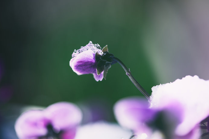 すみれの花～咲く～ころ……♪