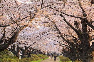 令和最初のお花見も♪東北の桜はこれから！ゴールデンウィークにおすすめの桜まつりは？