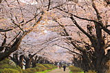 令和最初のお花見も♪東北の桜はこれから！ゴールデンウィークにおすすめの桜まつりは？