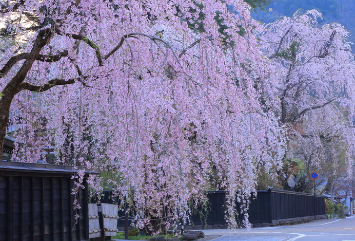 令和最初のお花見も 東北の桜はこれから ゴールデンウィークにおすすめの桜まつりは Tenki Jpサプリ 19年04月09日 日本気象協会 Tenki Jp