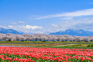桜とチューリップ、ぼんぼり、桜トンネル、無人駅…人の温もりに触れる♪北陸の桜に逢いに行こう！